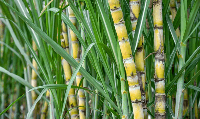 sugar cane